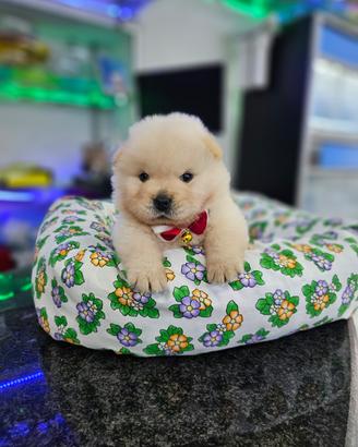 Cuccioli di Chow chow m/f