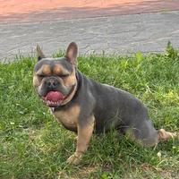 Bulldog francese