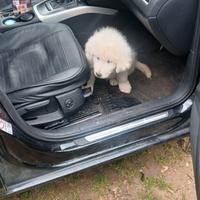 Cucciolo pastore dei pirenei