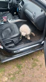 Cucciolo pastore dei pirenei