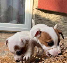 Cuccioli di jack russell