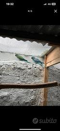 Coppia parrocchetto dal collare