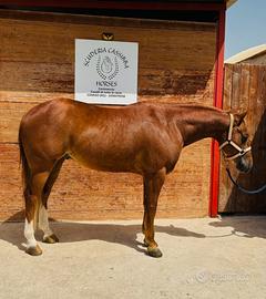Cavallo Paint castrone