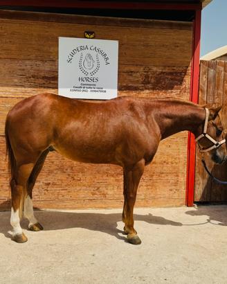 Cavallo Paint castrone