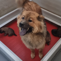 Eurasier