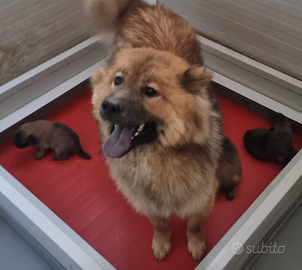 Eurasier