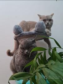 Coppia british shorthair