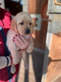 Labrador miele con pedigree femmine