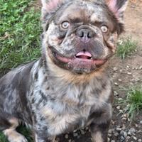 Bulldog francese per monta