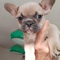 Bulldog francese esotici