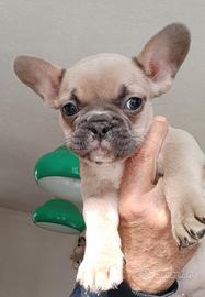 Bulldog francese esotici