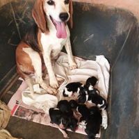 Cuccioli di beagles appena nati tre giorni fa
