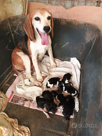 Cuccioli di beagles appena nati tre giorni fa