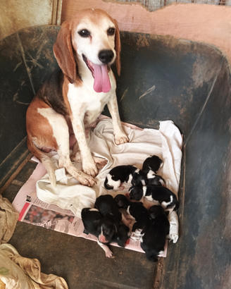 Cuccioli di beagles appena nati tre giorni fa
