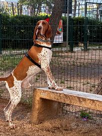 Bracco Italiano