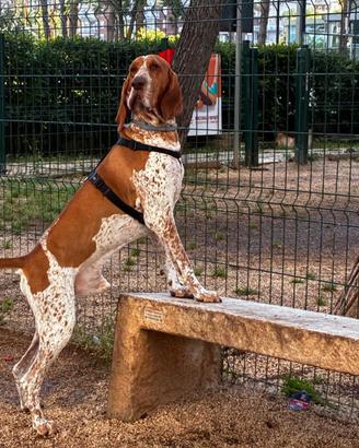 Bracco Italiano