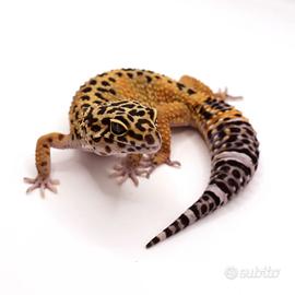 Geco leopardino