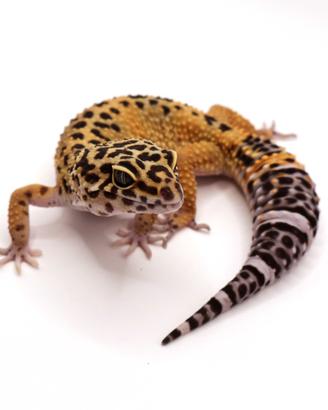Geco leopardino