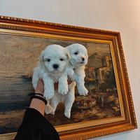 Cuccioli maltese