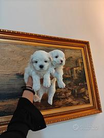 Cuccioli maltese