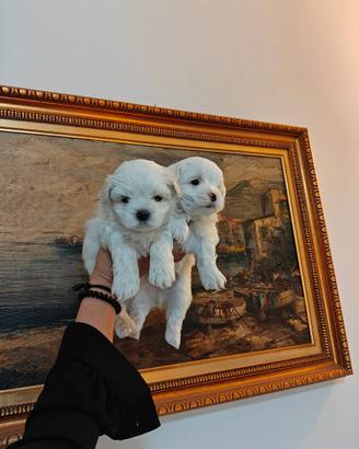 Cuccioli maltese