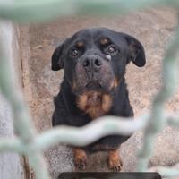 Gory rotweiller 5 anni