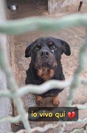 Gory rotweiller 5 anni