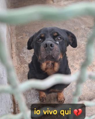 Gory rotweiller 5 anni