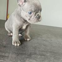 Cuccioli Bulldog francese
