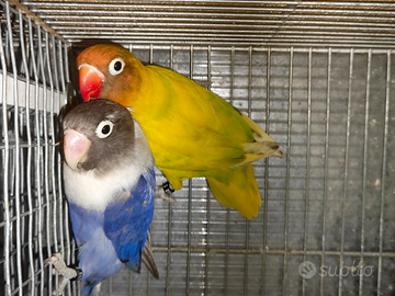 Coppia insep mascherato Pez verde x cobalto viola