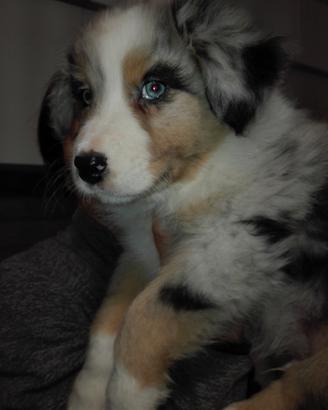 cuccioli di pastore australiano 