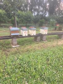 Sciami Naturali