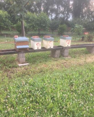 Sciami Naturali