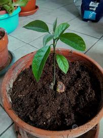 Alberelli di avocado 