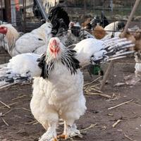 Galline e galli Brahma