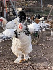 Galline e galli Brahma