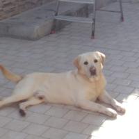 Labrador