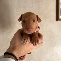 Cuccioli di Pharaoh Hound/Cani Dei Faraoni