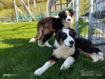 Cuccioli Pastore Australiano #Australian Shepherd