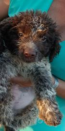 Lagotto