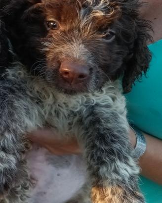 Lagotto