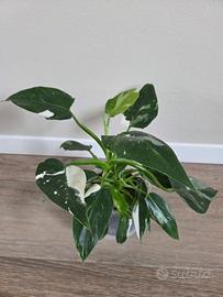 philodendron white princess
