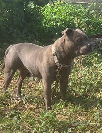 Staffordshire bull terrier