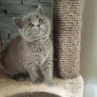 Gattini British Shorhair