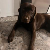Labrador Retriever per accoppiamento