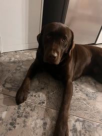 Labrador Retriever per accoppiamento
