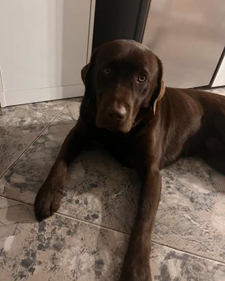 Labrador Retriever per accoppiamento