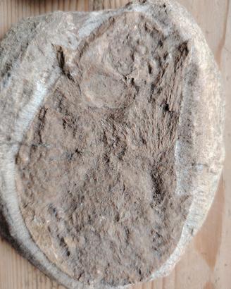 Pesce fossile oppure altro , origine Brasil