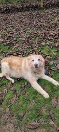 Adozione del cuore Maggie