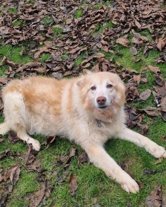 Adozione del cuore Maggie